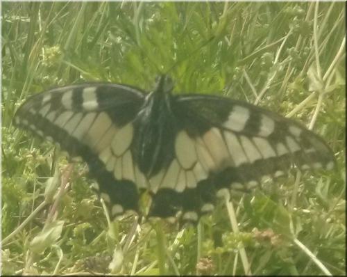 Papilio machaon